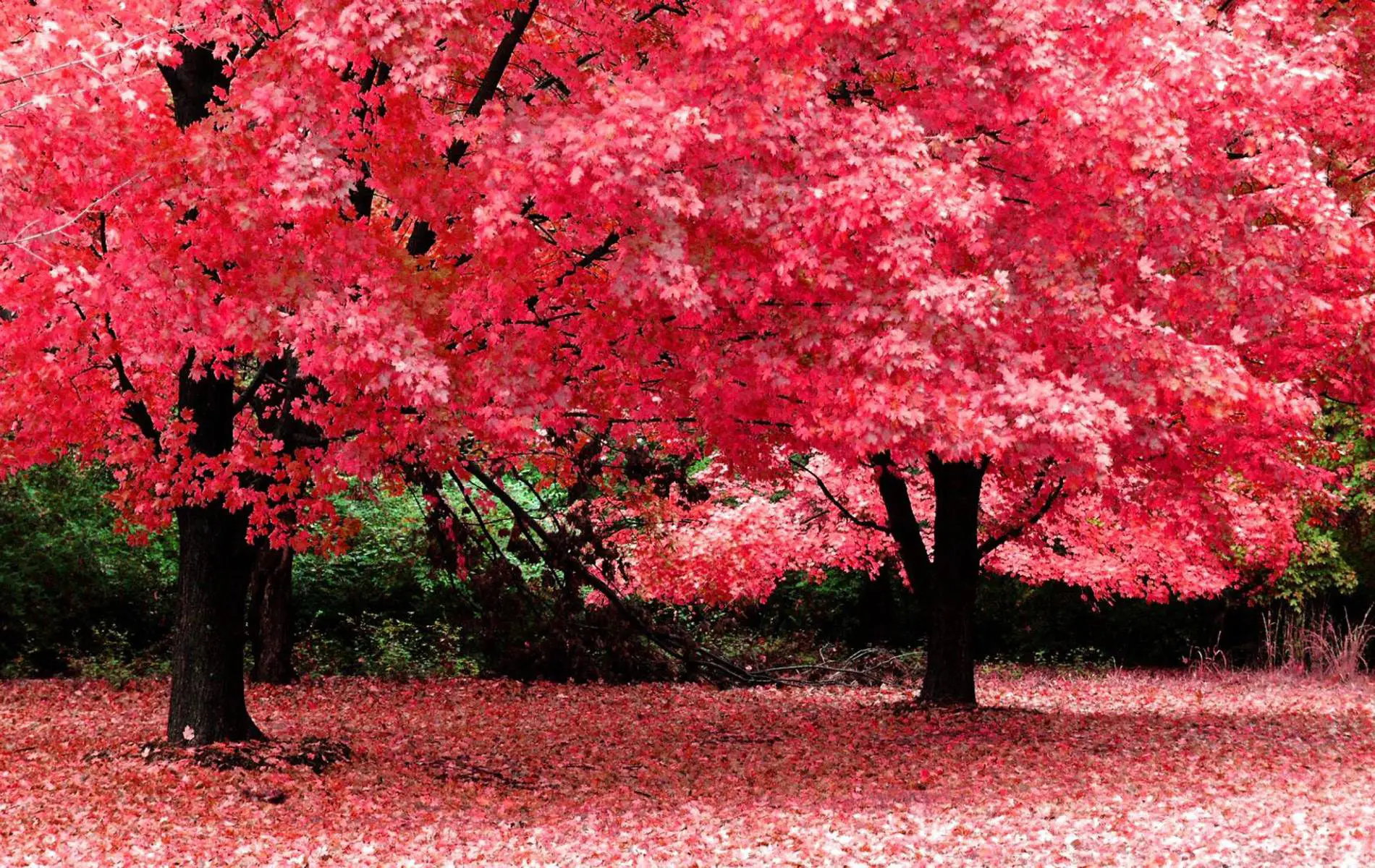 coshocton-county-memory-gardens-5